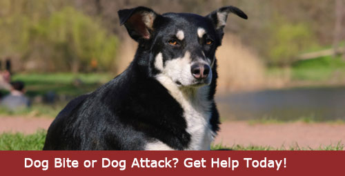 Dog Bite or Dog Attack Injury