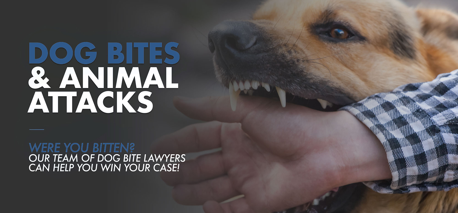 Dog Bite Lawyer Vs Personal Injury Lawyer