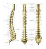 Back Injuries | Spinal Injury Chart