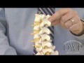 anatomy-of-the-spine
