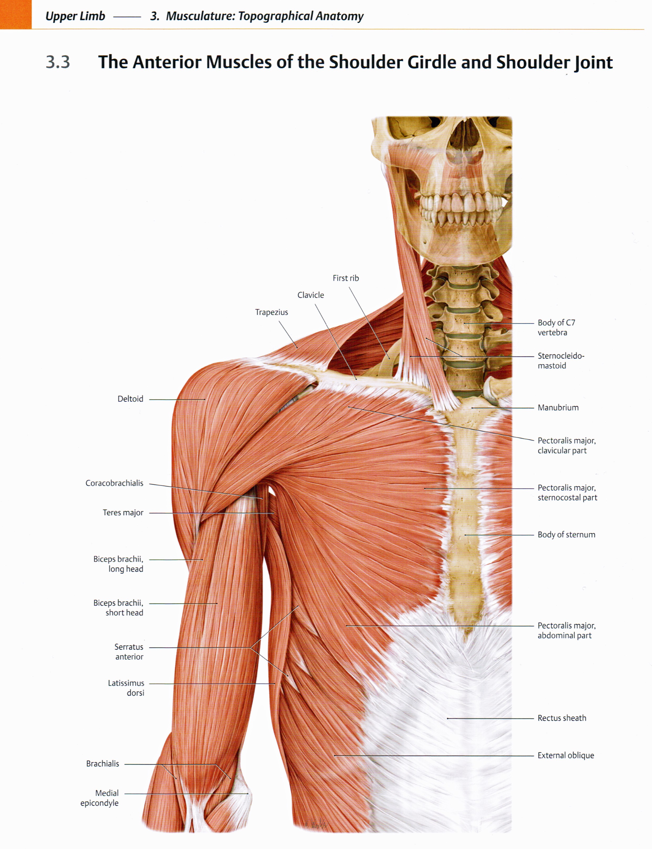 Human Anatomy Of Neck And Shoulder