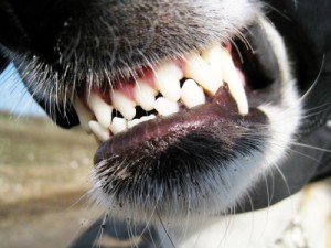 Oregon Dog Bite Lawyers, Dog Bite Attorneys Bend Oregon | Dwyer Williams Cherkoss PC | Oregon Personal Injury Attorneys