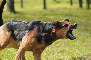 Oregon Dog Attack and Dog Bite Injury Attorneys